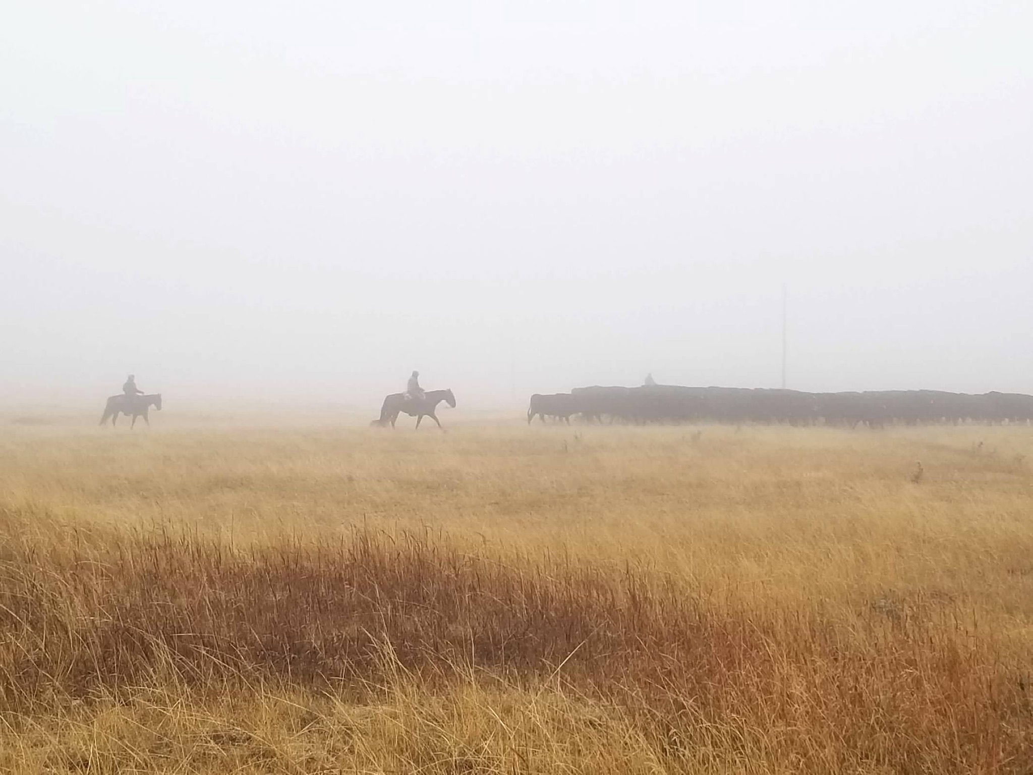 Fog over ranch country representing unclear operational visibility.